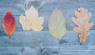 Four differently shaped leaves