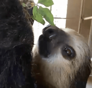 Fernando the two-toed sloth